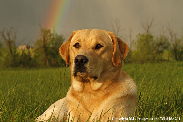 Yellow Labrador Retriever.