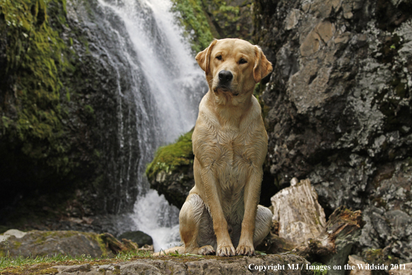 Yellow Labrador Retriever.