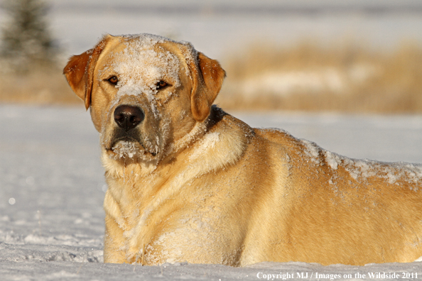 Yellow Labrador Retriever in snow.