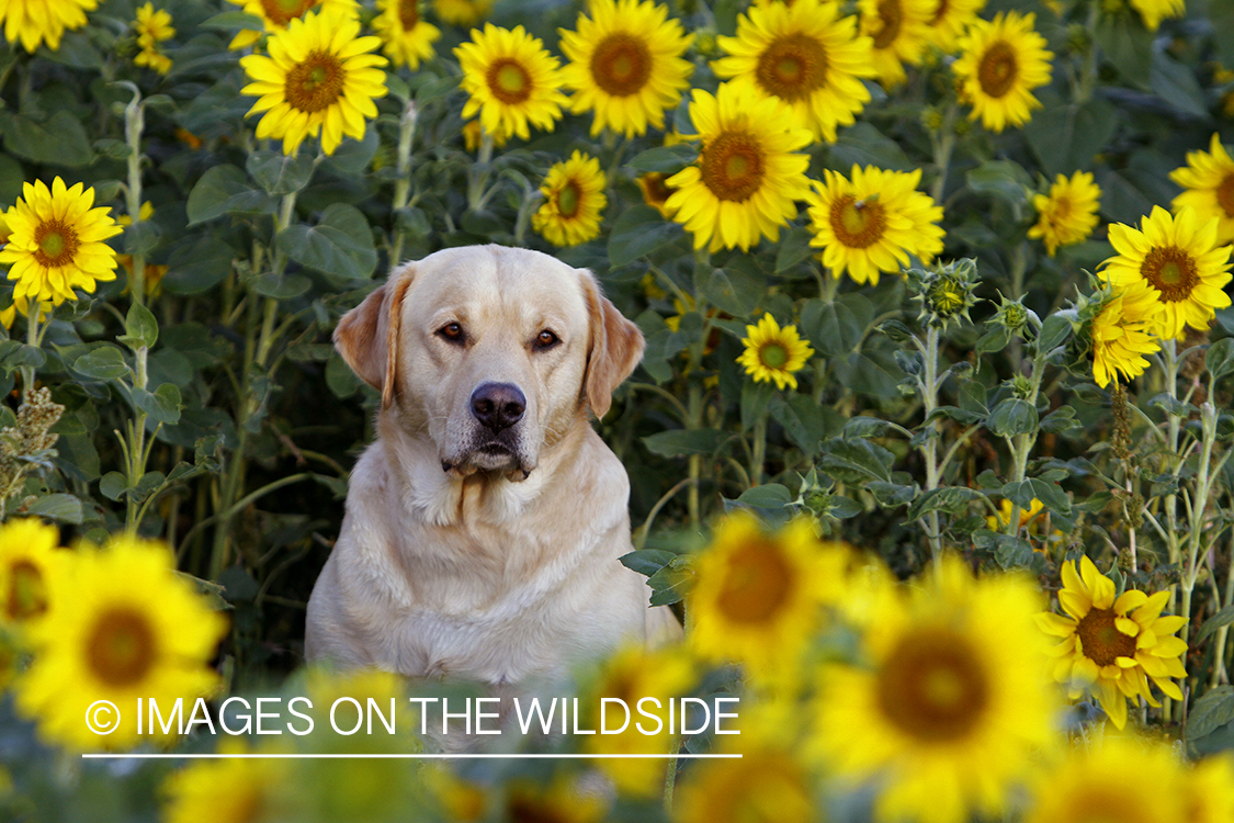 Yellow Labrador Retriever in sunflower field.