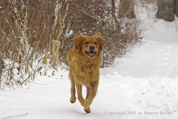 Golden Retriever running in snow.