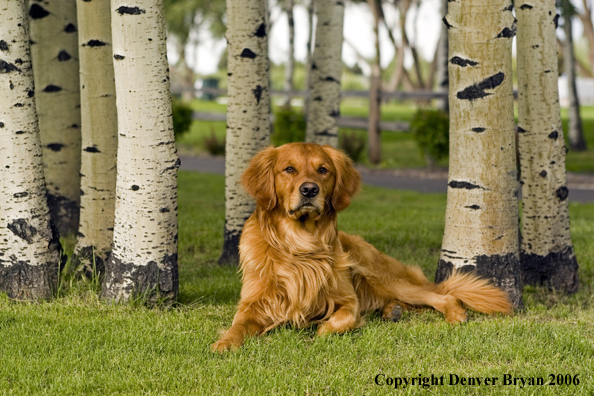Golden Retriever in Aspen trees.