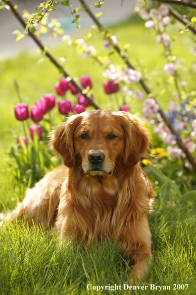 Golden Retriever