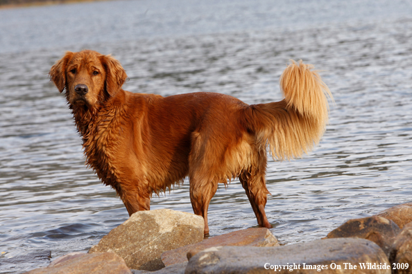 Golden Retriever