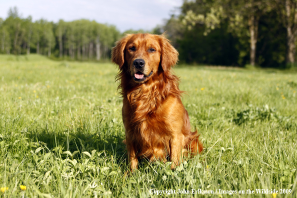 Golden Retriever in field