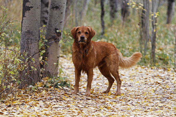 Golden Retriever