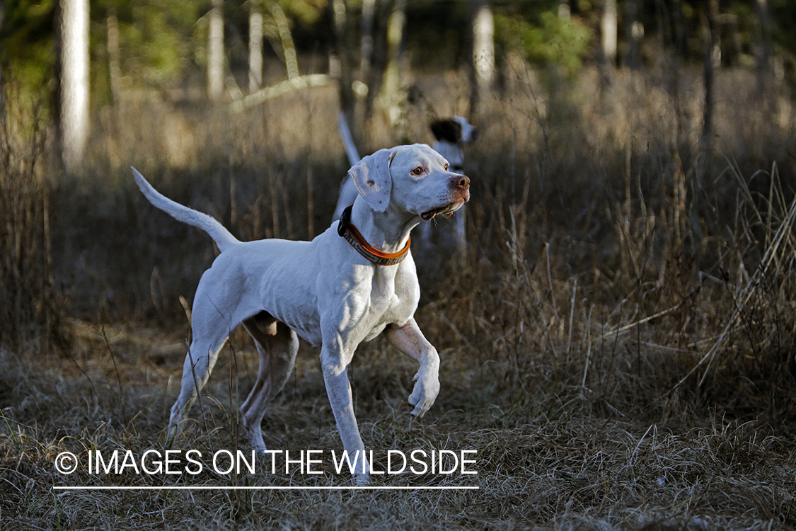 English pointers in field.