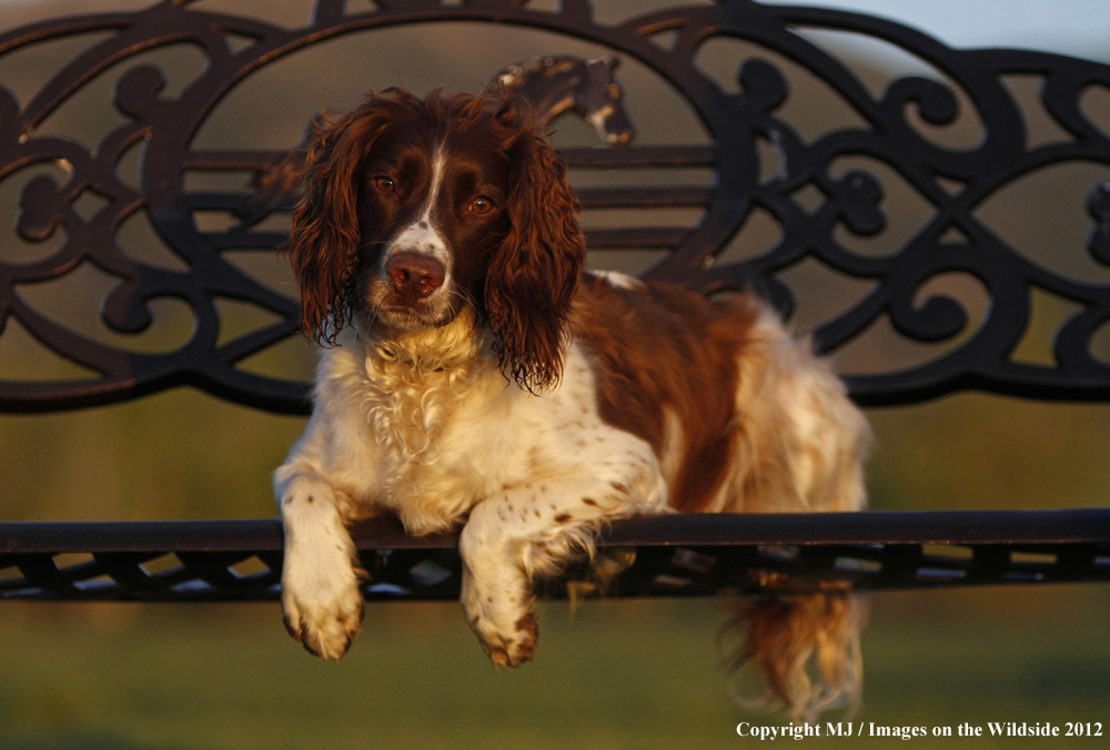 Springer Spaniel on bench.