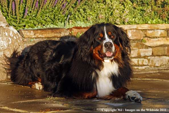 Bernese Mountain Dog. 