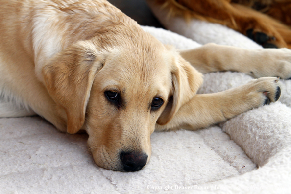 Yellow Labrador Retriever Puppy