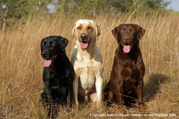 Labrador Retrievers in field