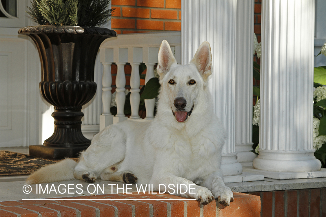 White German Shepherd