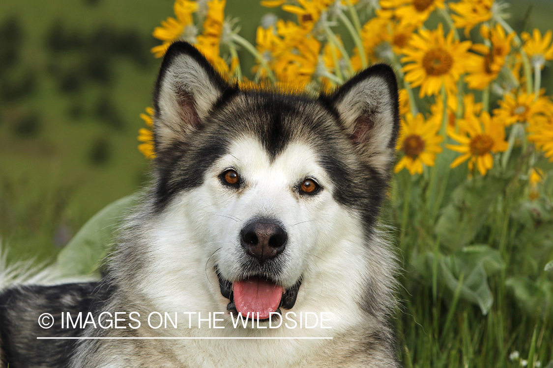 Alaskan Malamute by flowers.