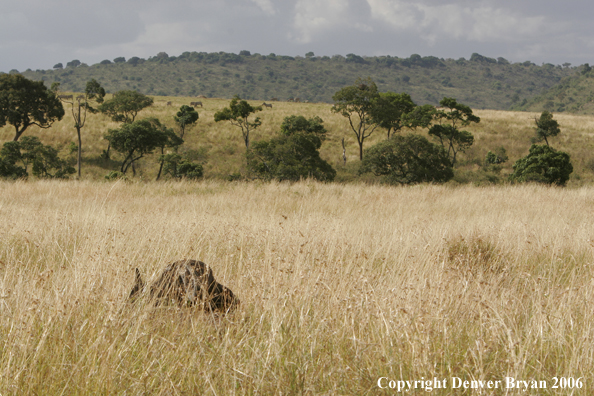 African Cape Buffalo lying in field