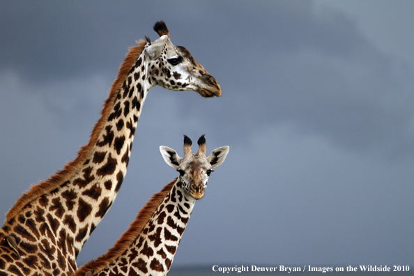 Masai Giraffe (adult with young)