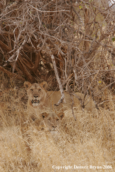 African lionesses laying