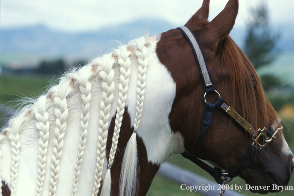 Braided mane on Paint horse.