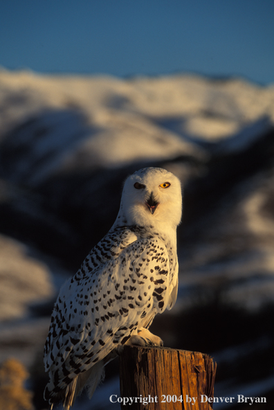 Snowy owl.