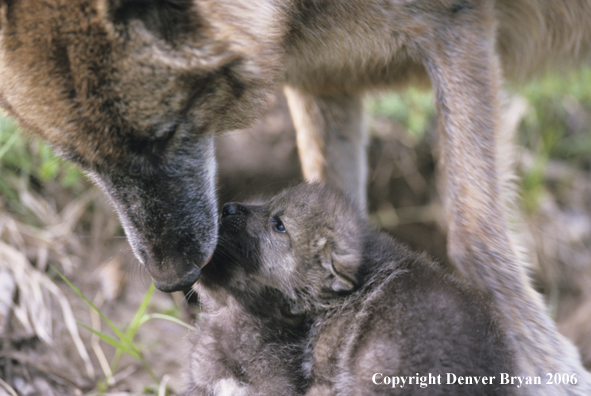 Gray wolf pup with adult wolf.