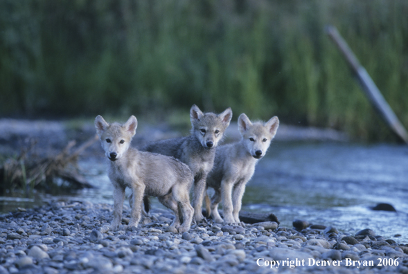 Grey wolf pups at river bank.