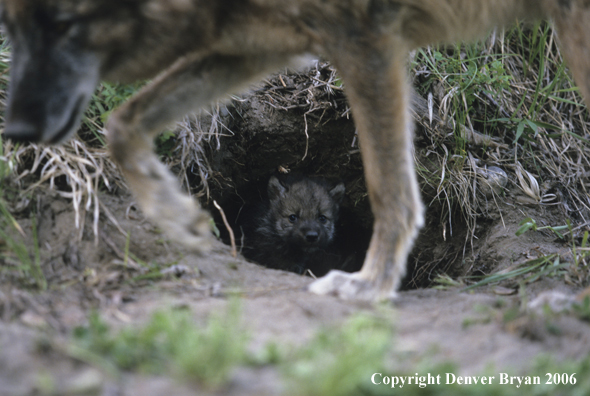 Gray wolf pup with adult wolf.