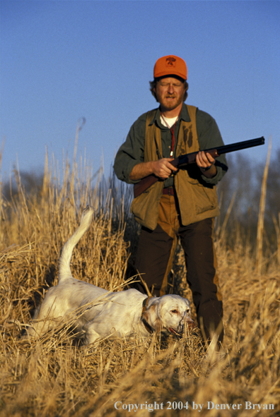 Upland bird hunter moving up on English Setter.