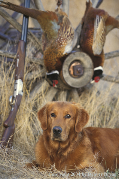 Golden Retriever with bagged pheasants.  
