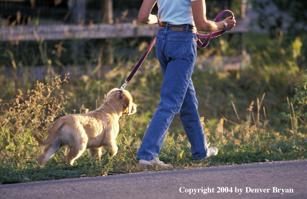 Woman walking golden Retriever puppy