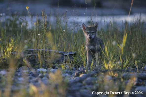 Gray wolf pup in habitat.