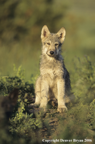 Gray wolf pup in habitat.