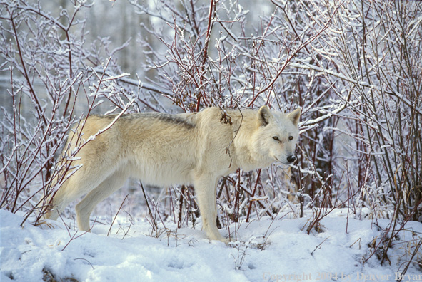 Gray wolf in winter habitat.