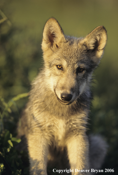 Gray wolf pup in habitat.