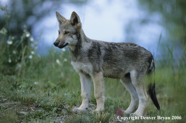 Gray wolf pup in habitat.