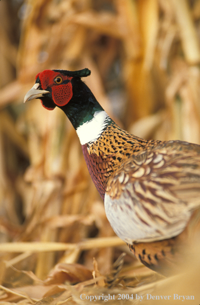 Ring-necked Pheasant in field