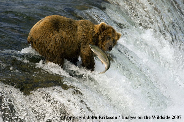 Brown bear fishing