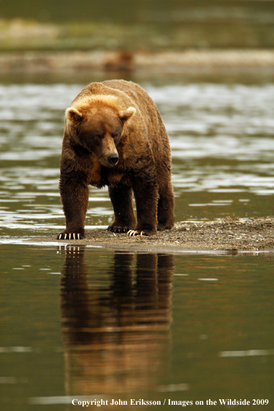 Brown Bear in habitat