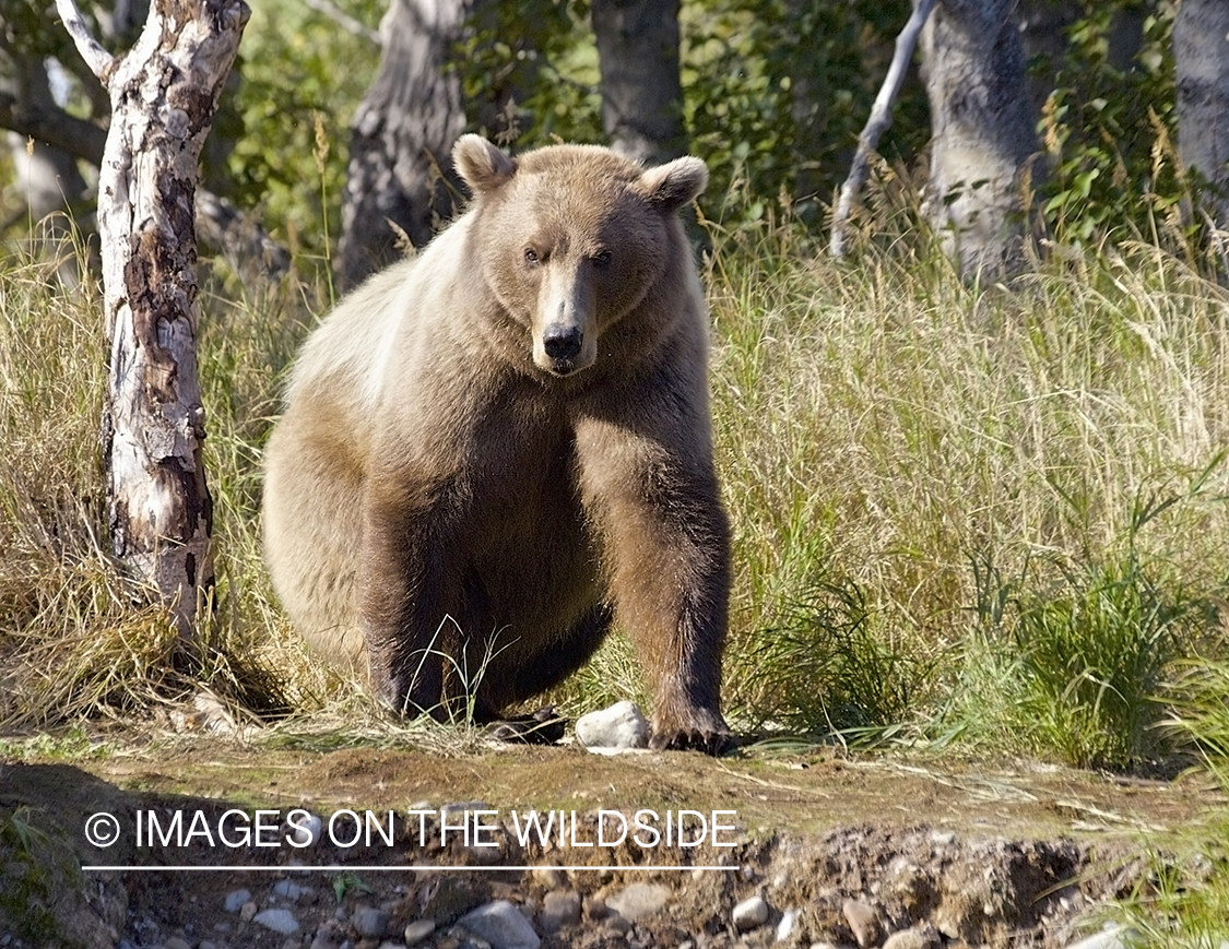 Brown Bear in habitat.