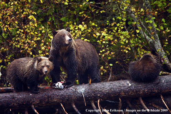 Brown/Grizzly Bear in habitat
