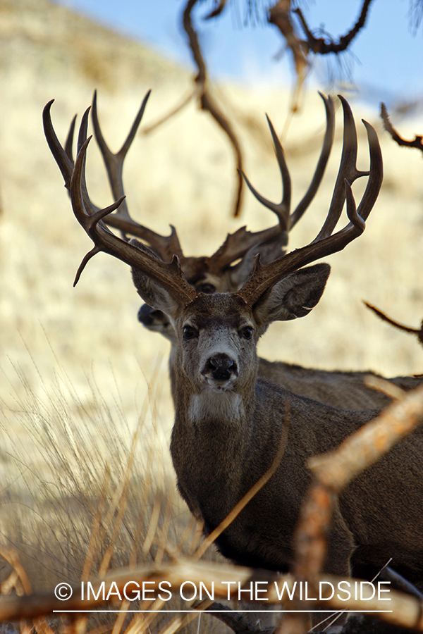 Mule deer 