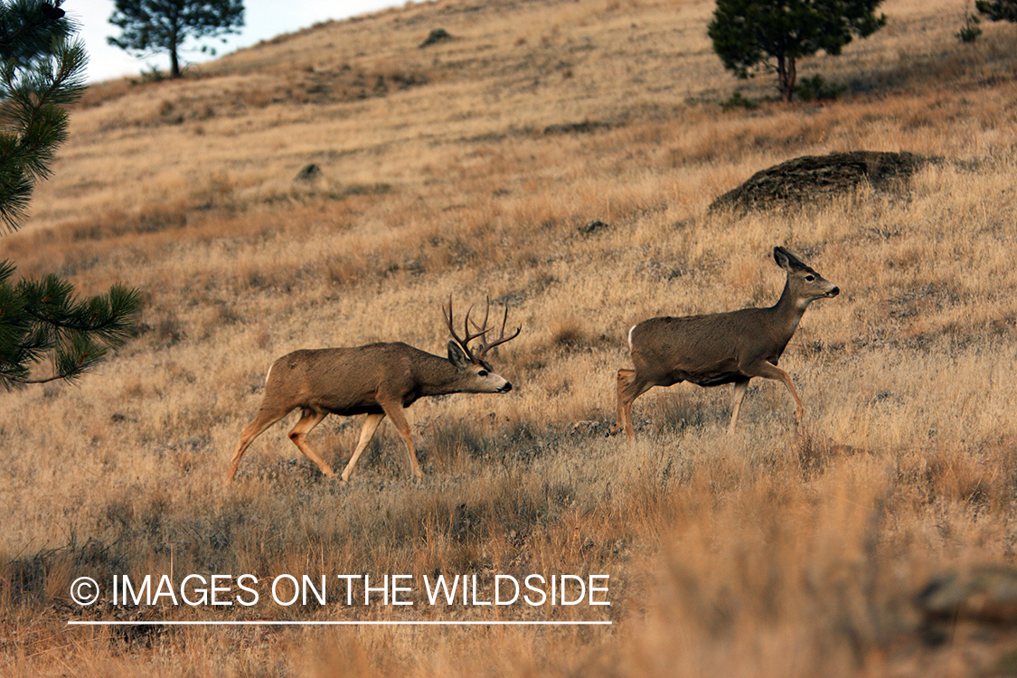 Mule Deer in Field