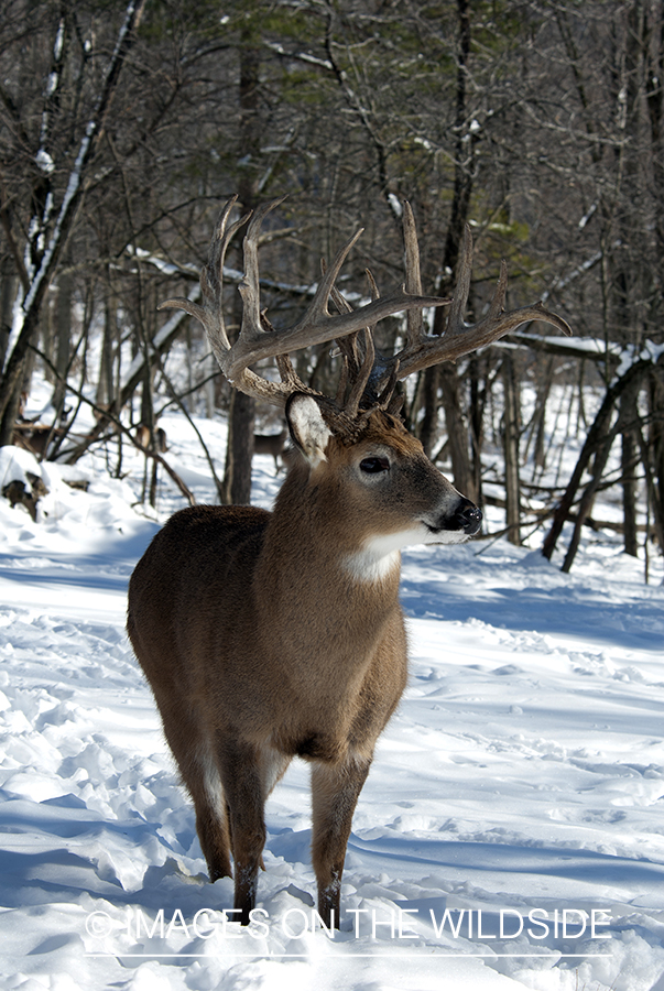 White-tailed buck in winter.