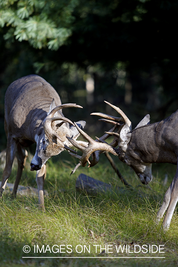 White-tailed bucks fighting in habitat.