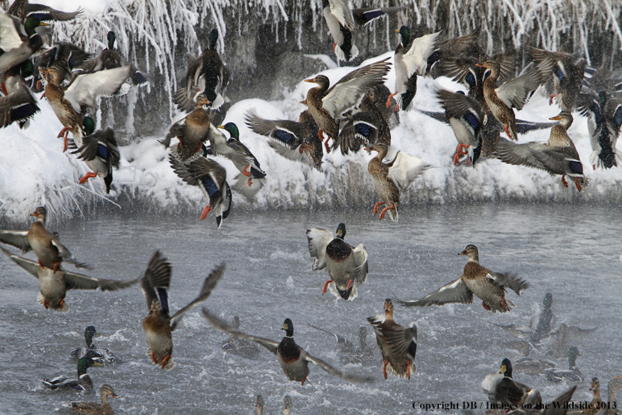 Mallards taking flight.