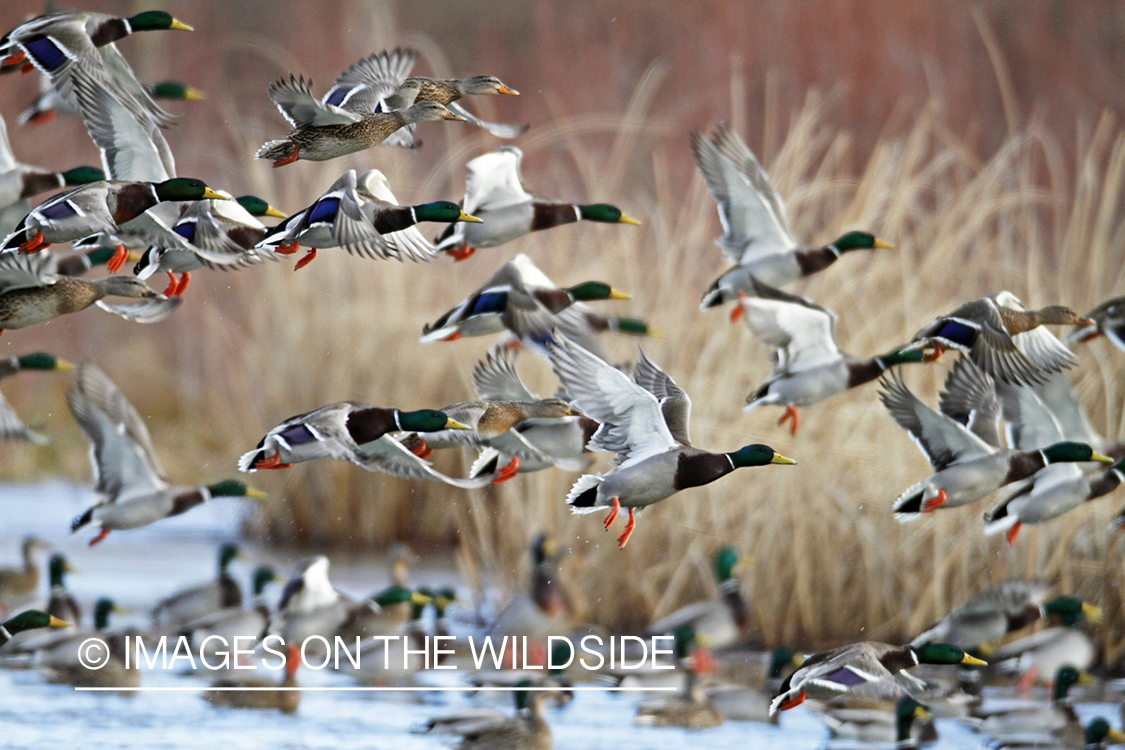 Flock of Mallards in flight.
