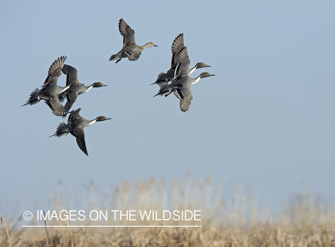 Pintails in flight.