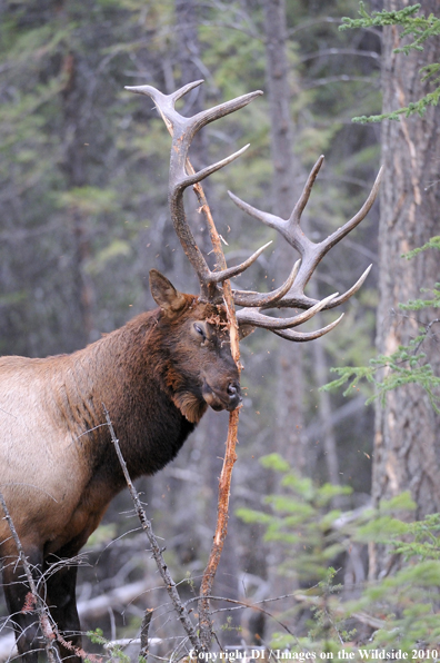 Rocky Mountain Bull Elk