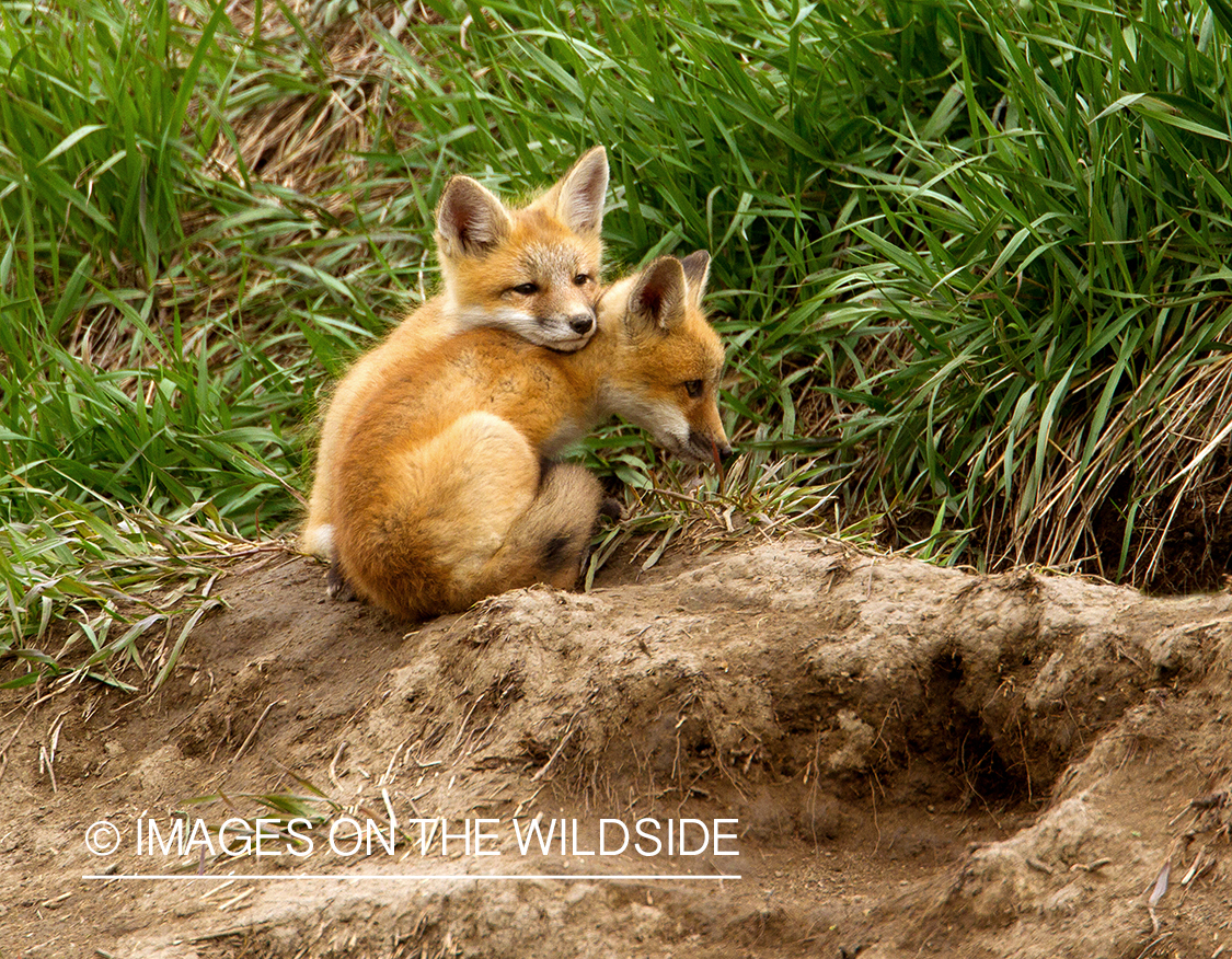 Red Fox pups playing near den. 