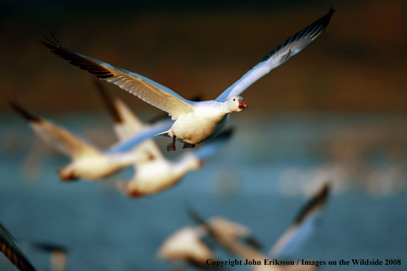 Snow geese in habitat