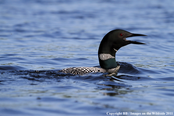 Common Loon calling. 