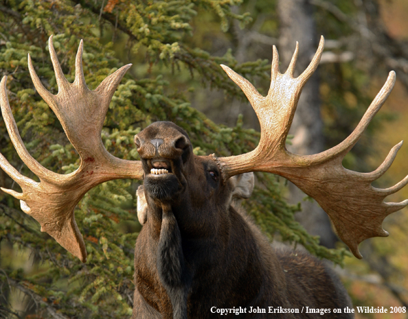 Alaskan Moose in Habitat